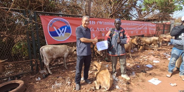 Ramadan : le Consortium SMB-Winning fidèle à sa tradition de solidarité, distribue 260 bœufs à 280 villages de Boké et Télimélé